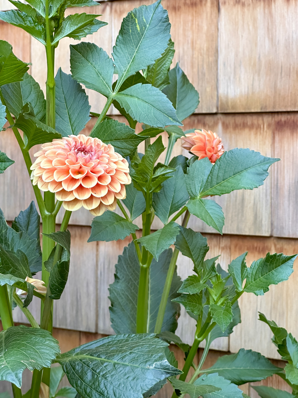 Coral dahlia in garden.