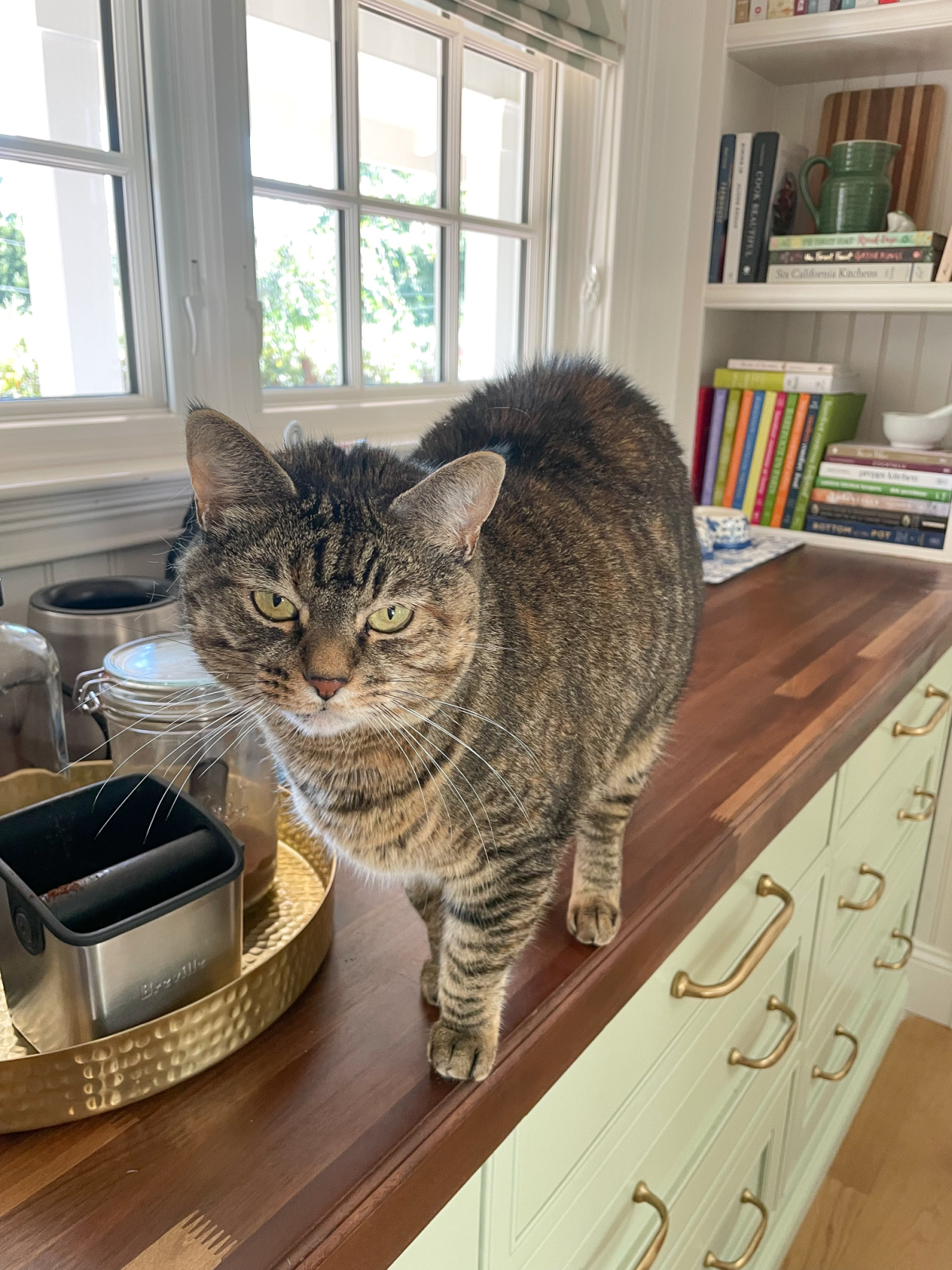 Gray tabby cat on kitchen counter.
