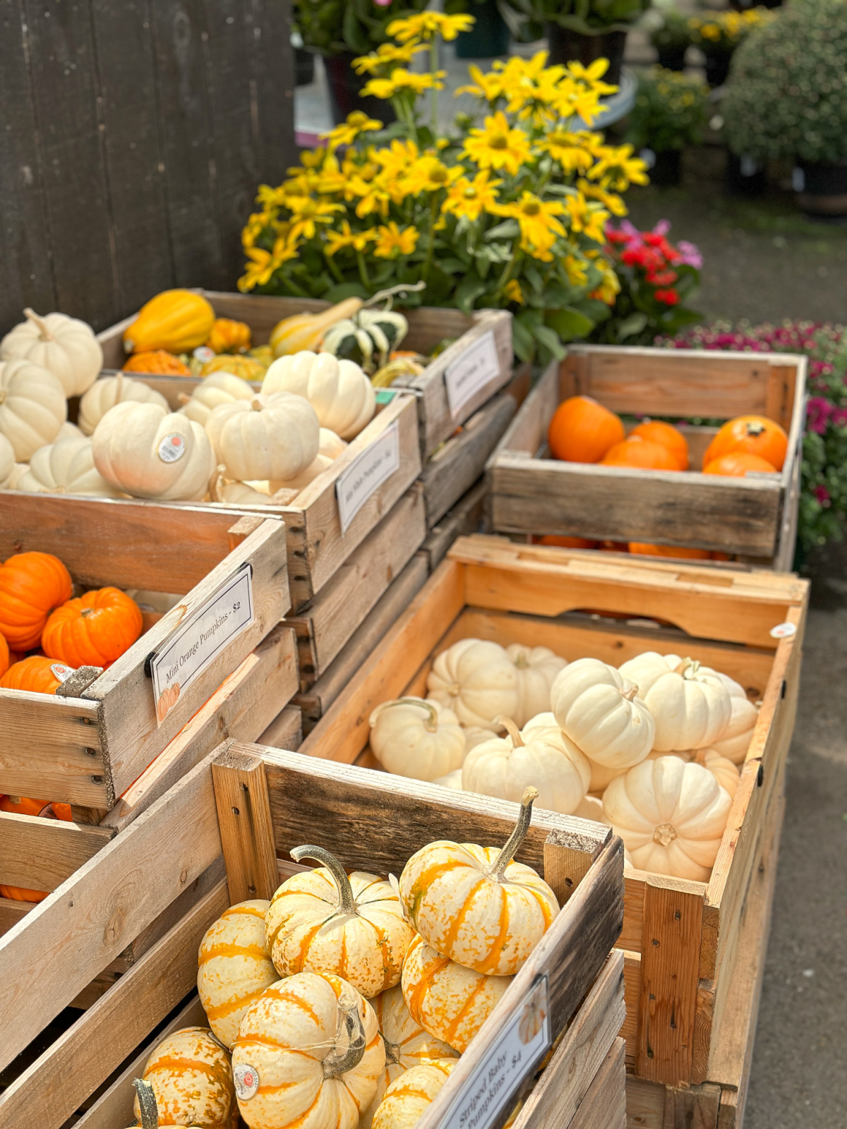 Crates of pumpkins and a bushel of sunflowers.