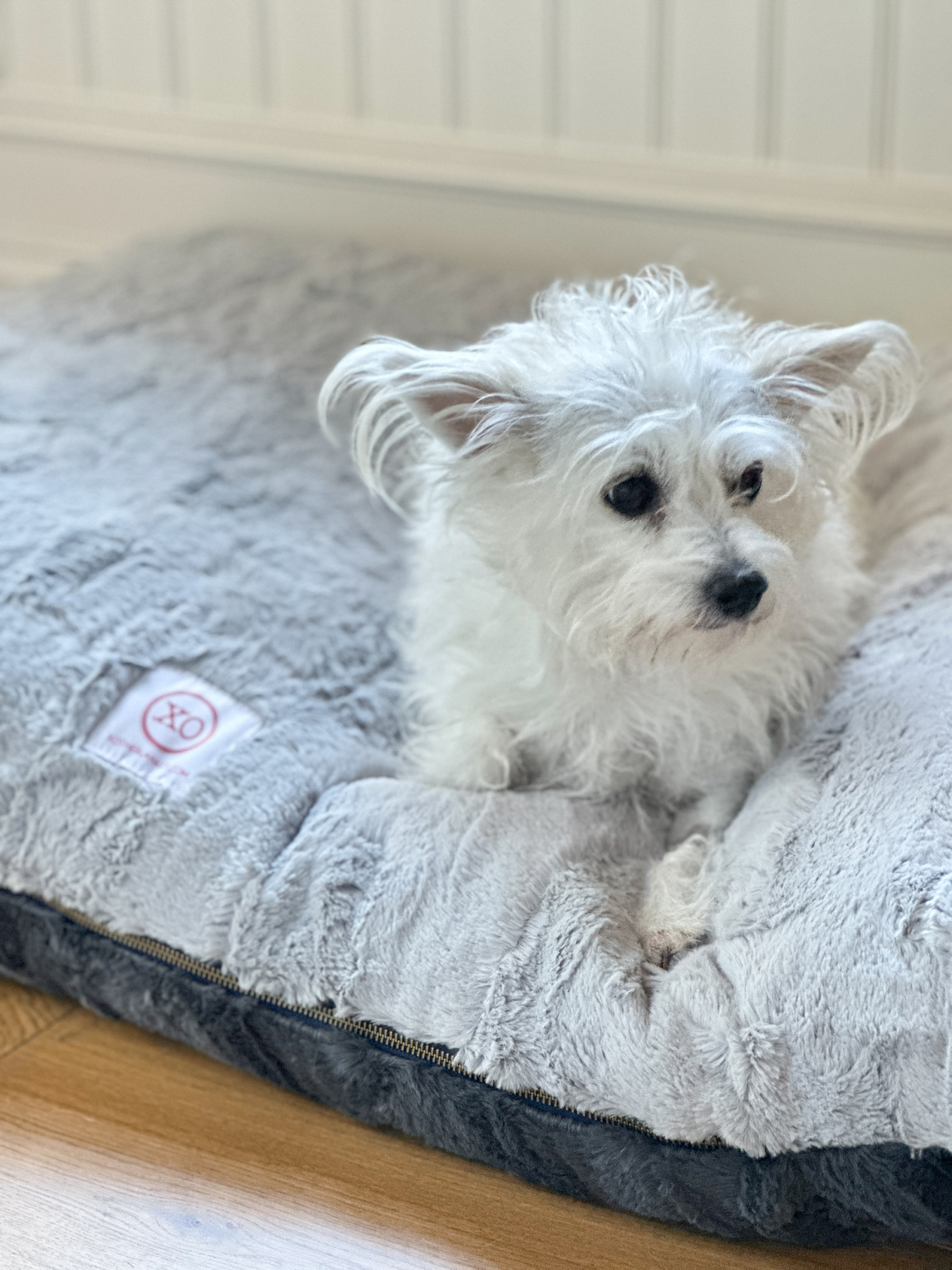 White terrier on XO The Blanket dog bed.
