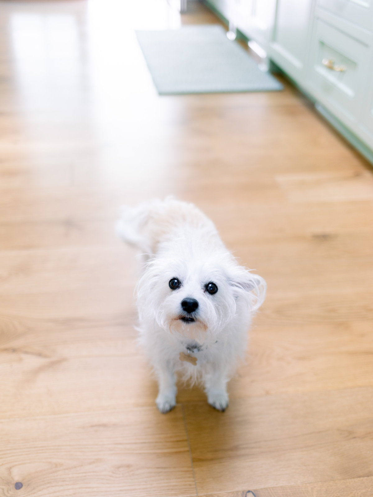 Little white terrier mix dog in kitchen.