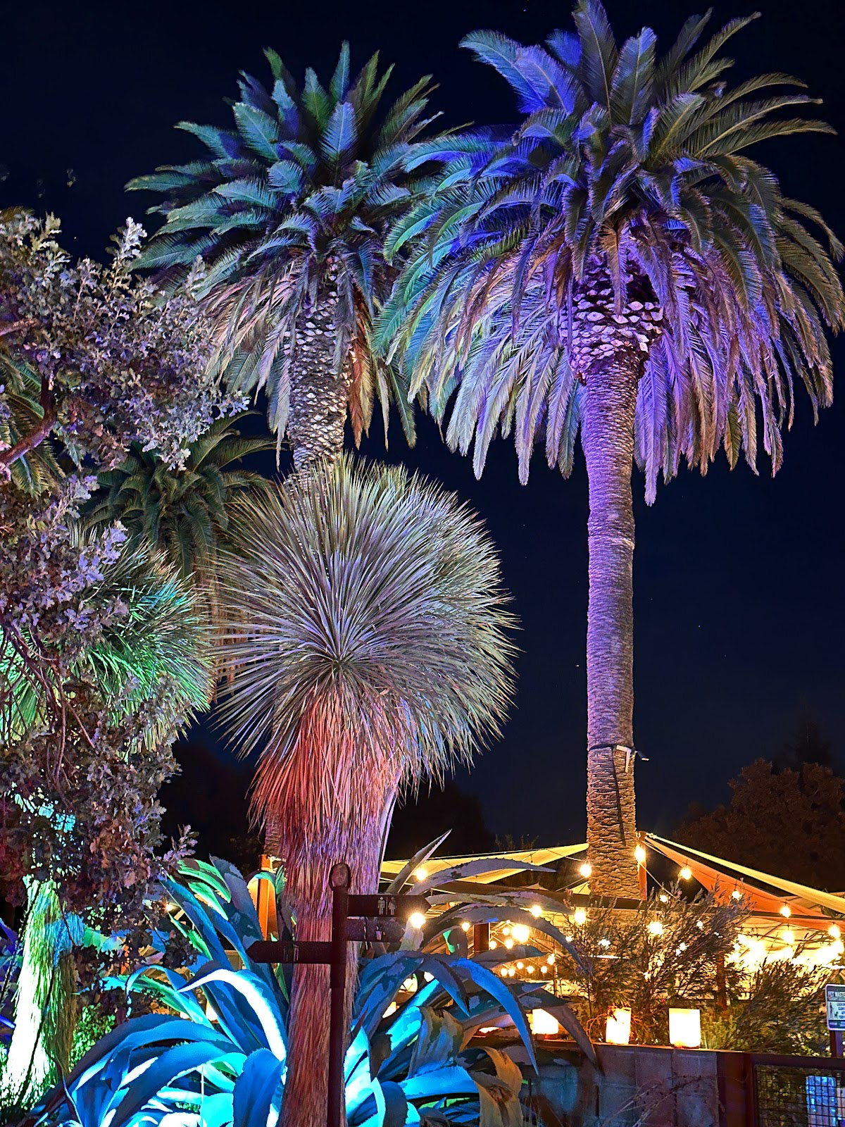 Ruth Bancroft Garden of D'Lights.