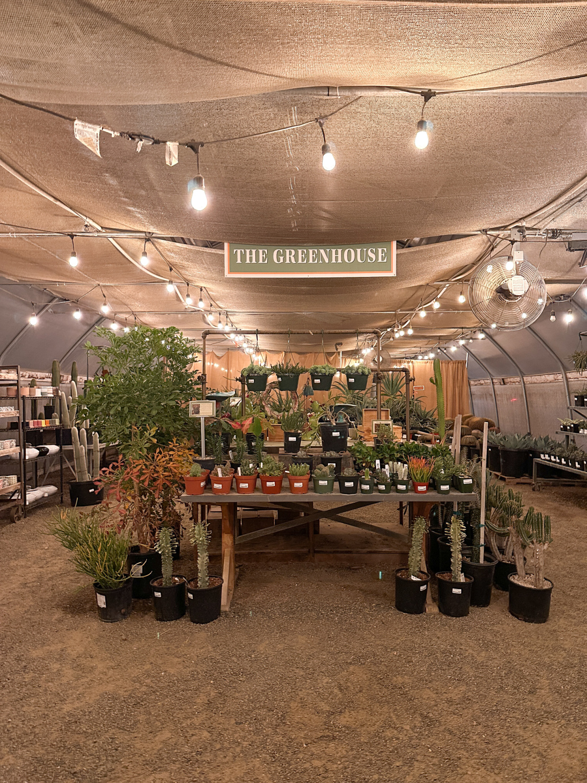Ruth Bancroft Gardens nursery at night.