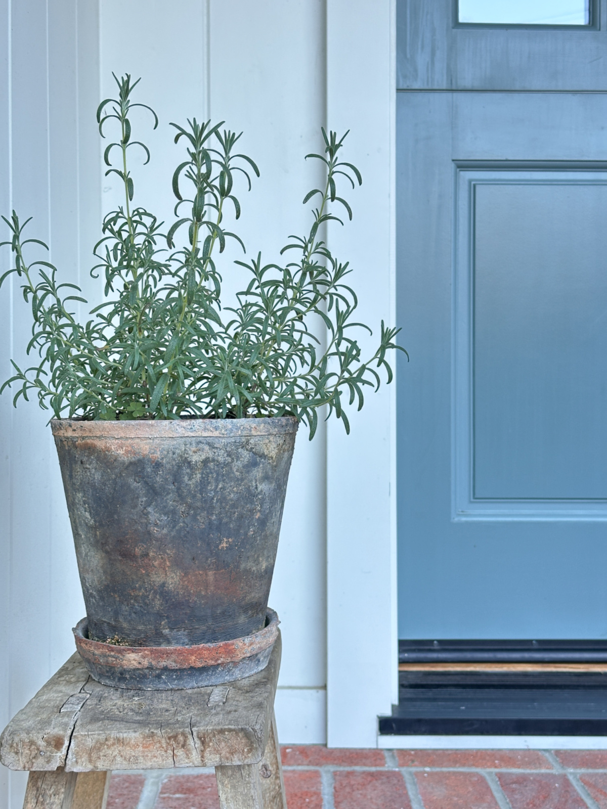 Pot of rosemary on front porch.