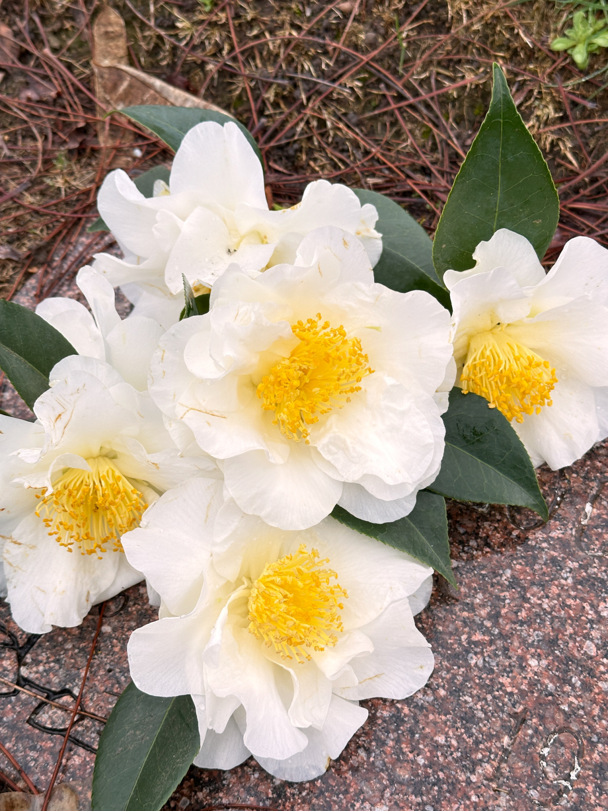 Camelias on headstone.