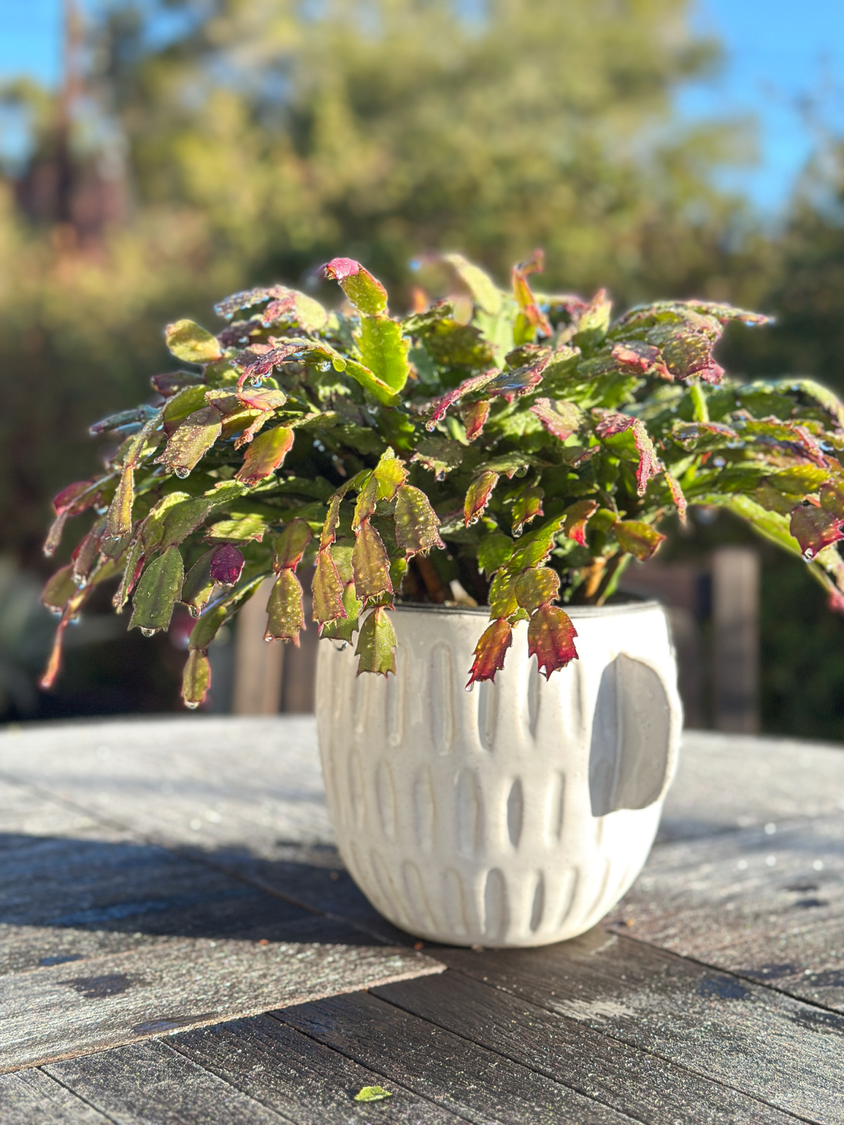 Potted Christmas Cactus on frosty outdoor table.
