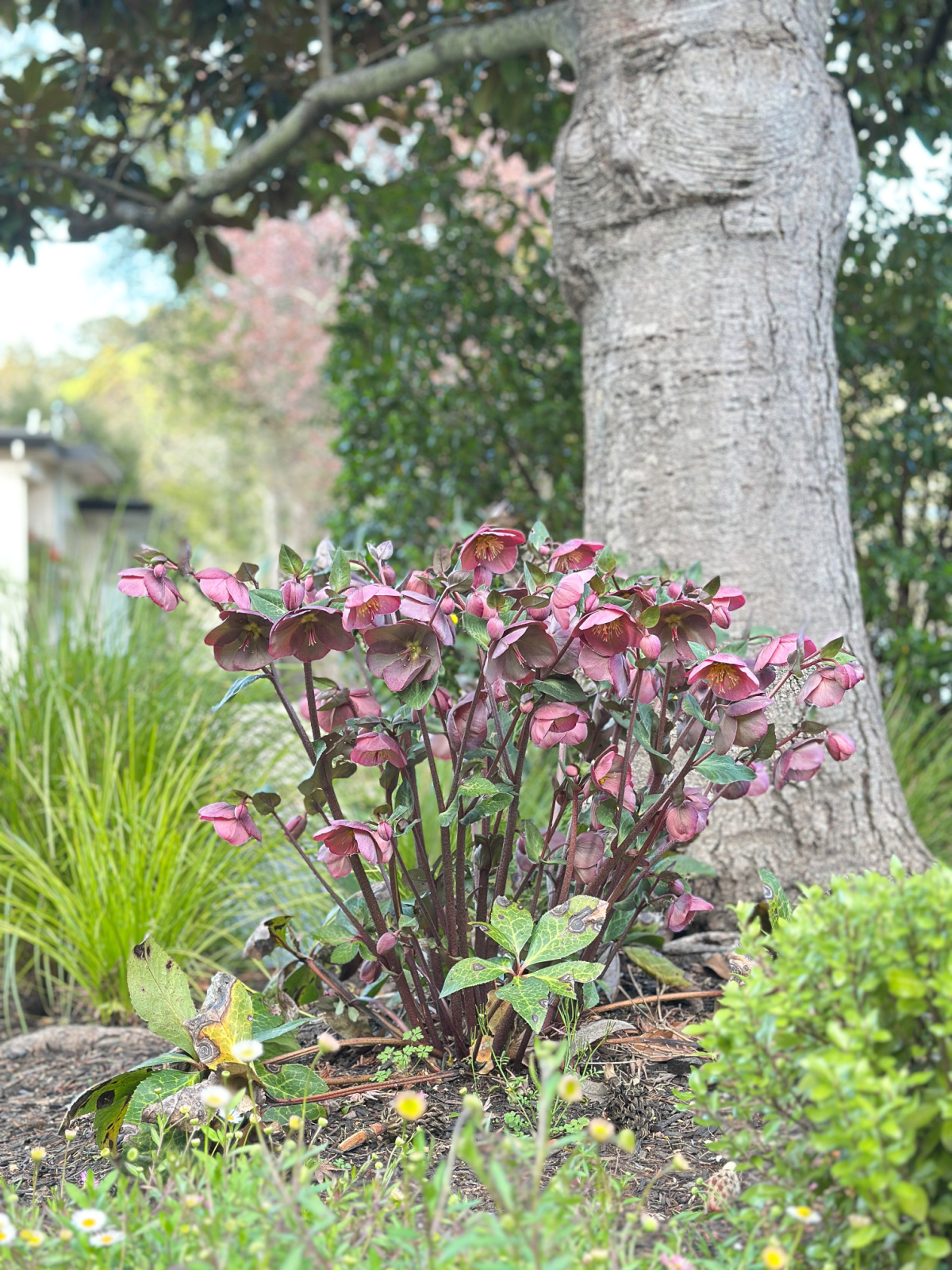 Purple hellebore blooms.