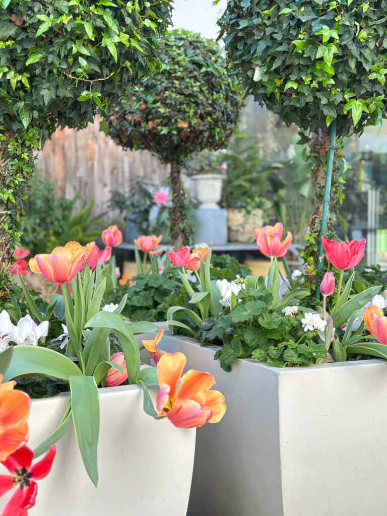 Tulips in topiary planters at Stanford Shopping Center.
