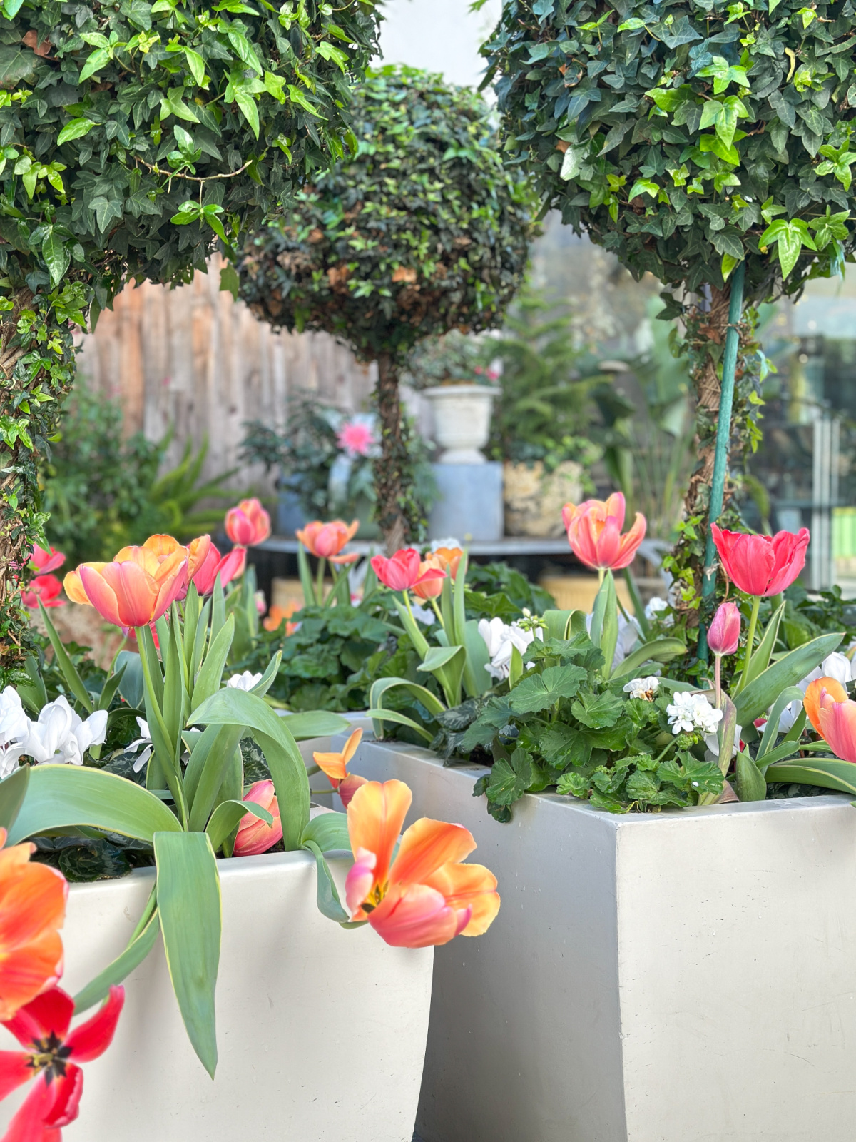 Tulips in topiary planters at Stanford Shopping Center.