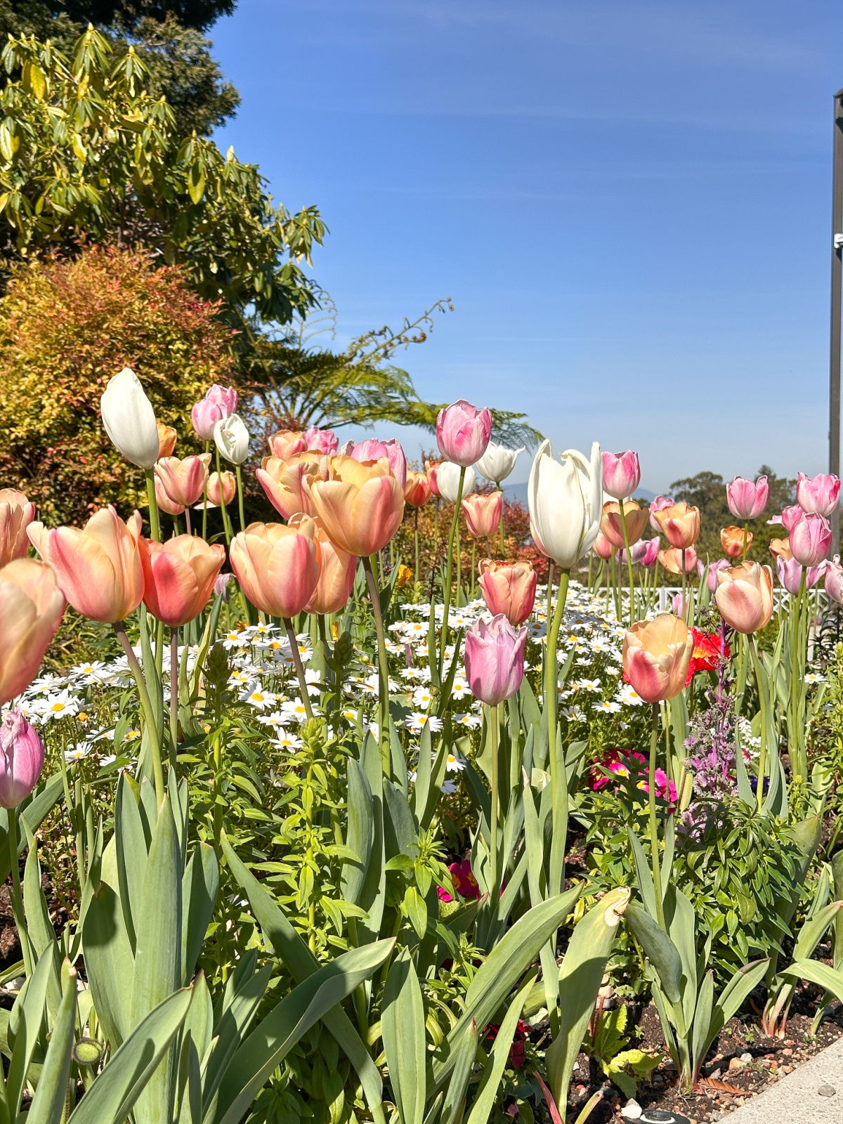 Oakland Temple tulip garden.