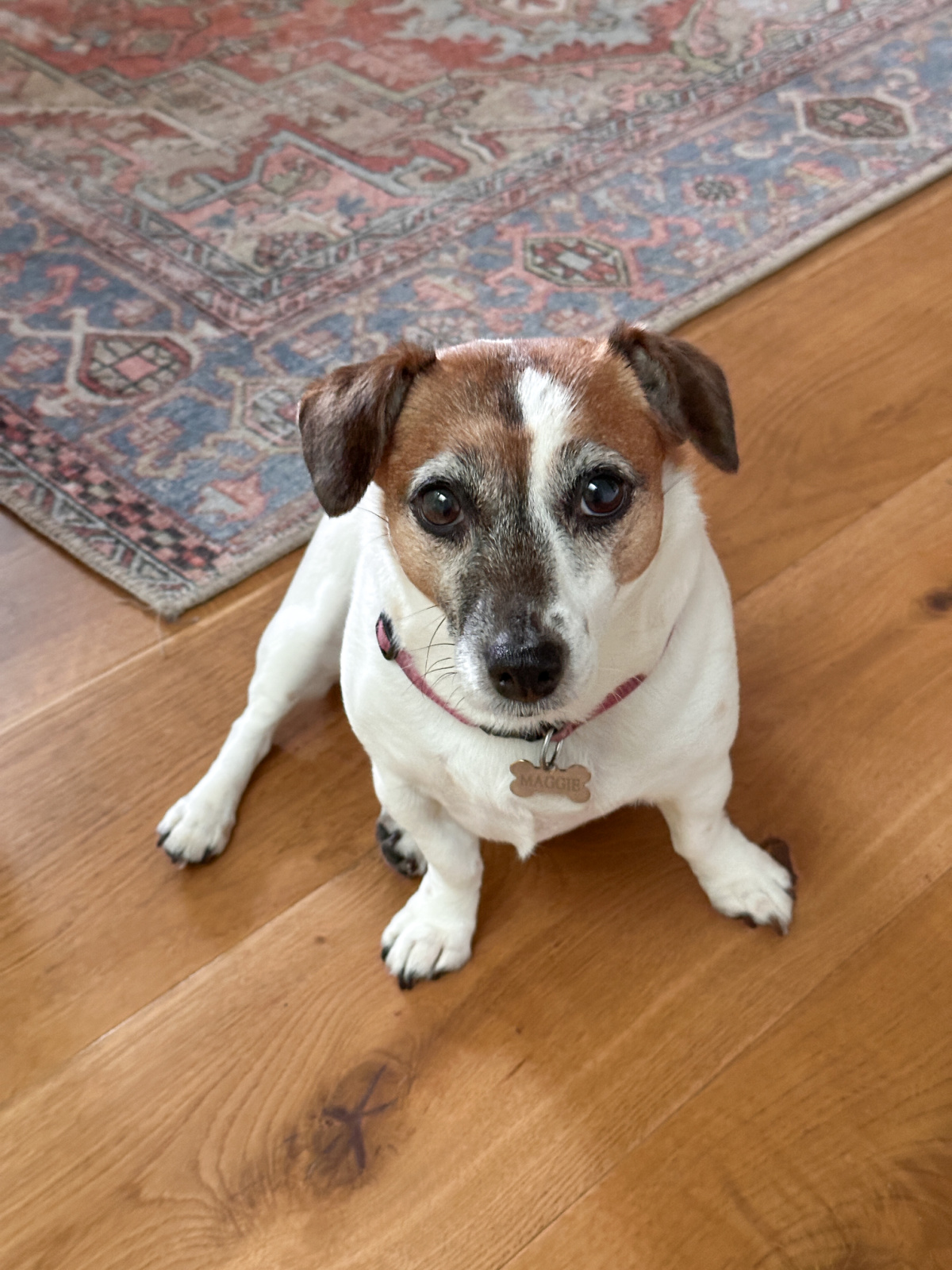 Jack Russell Terrier.