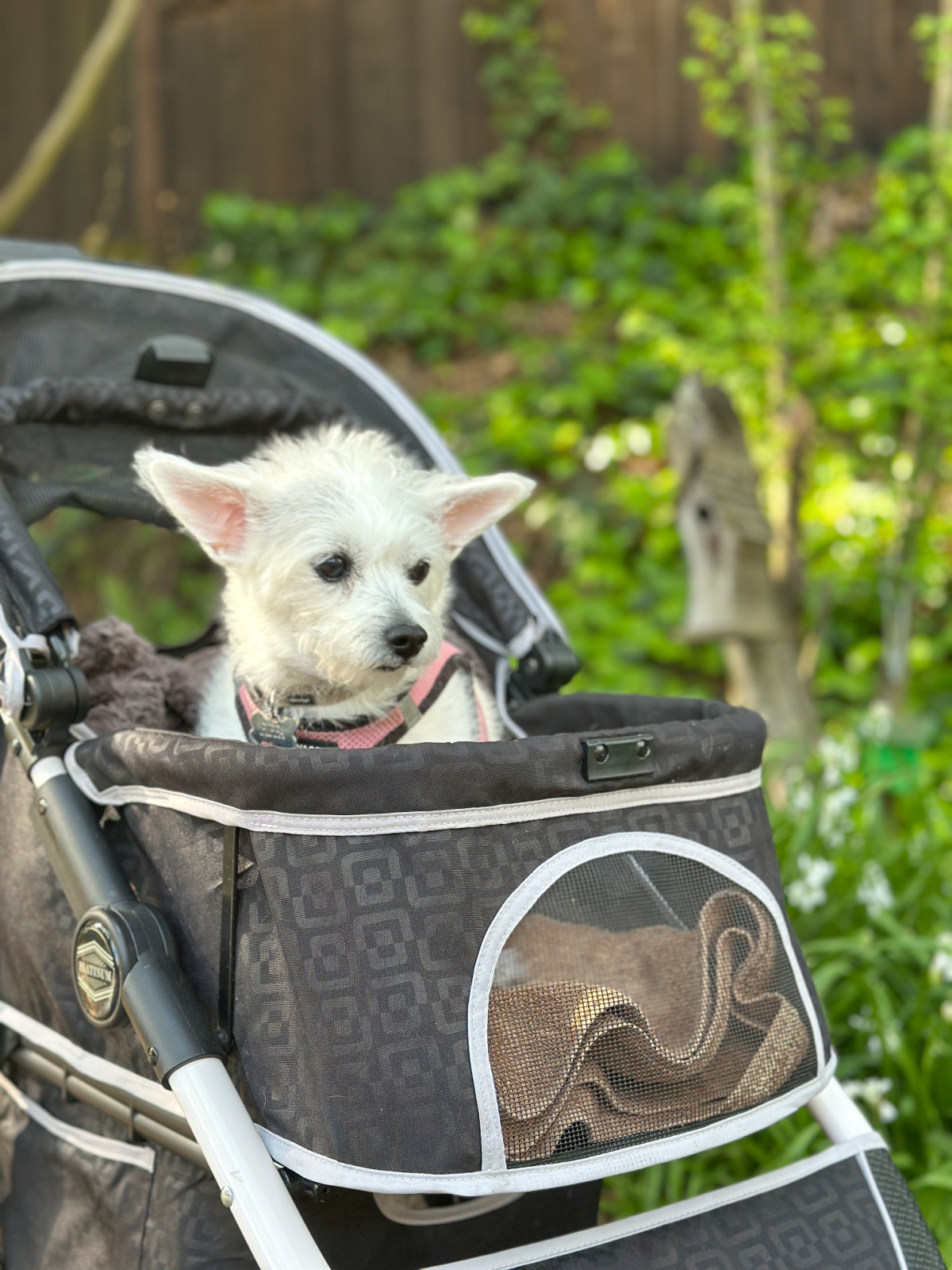 Terrier Mix in doggie stroller.