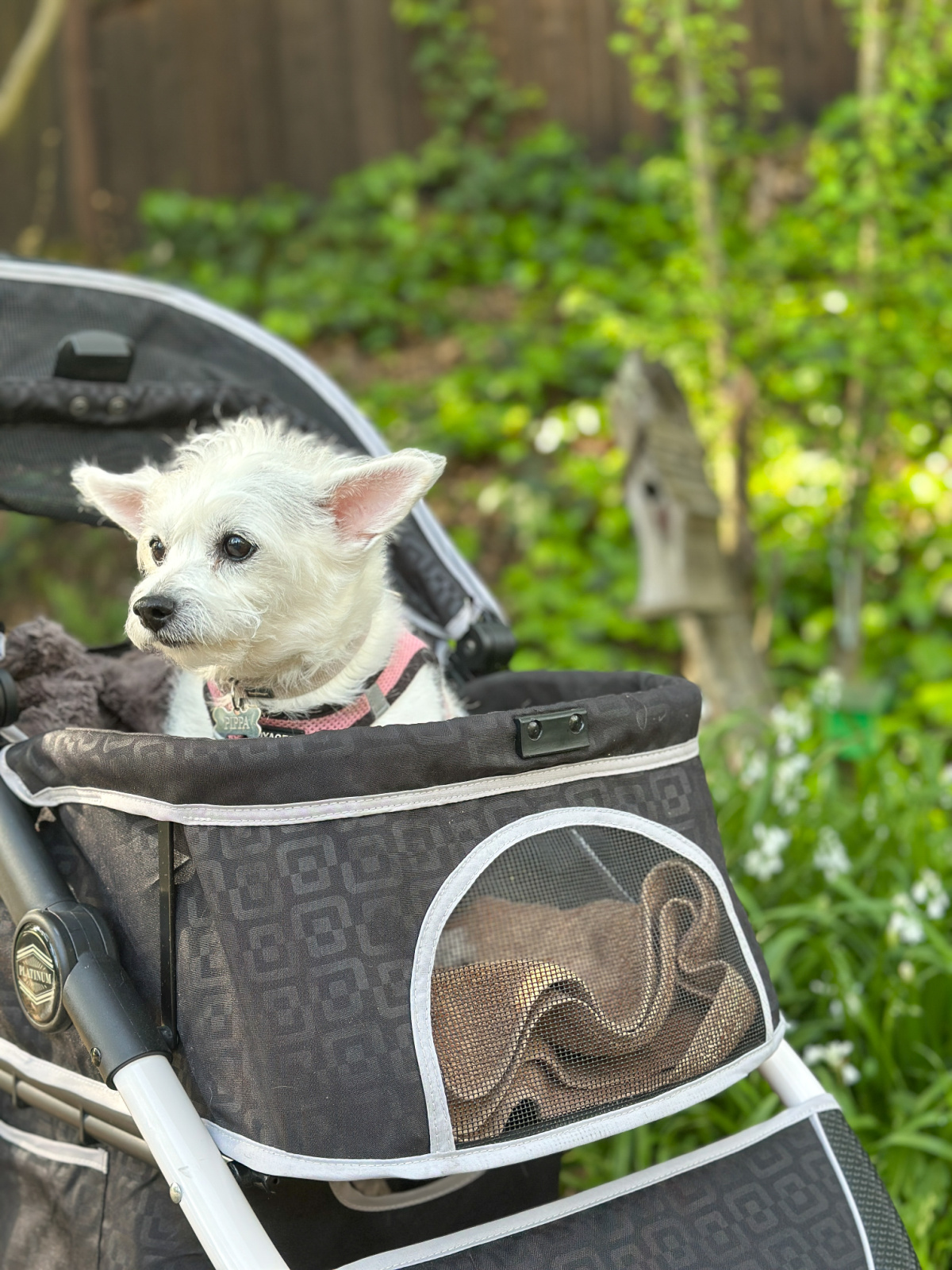 Cute dog in stroller.