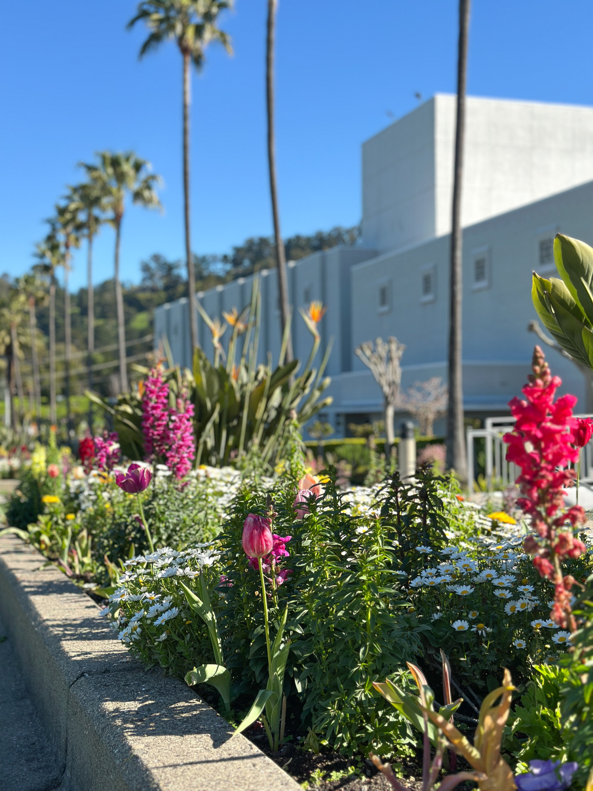 Oakland California Temple tulip garden.