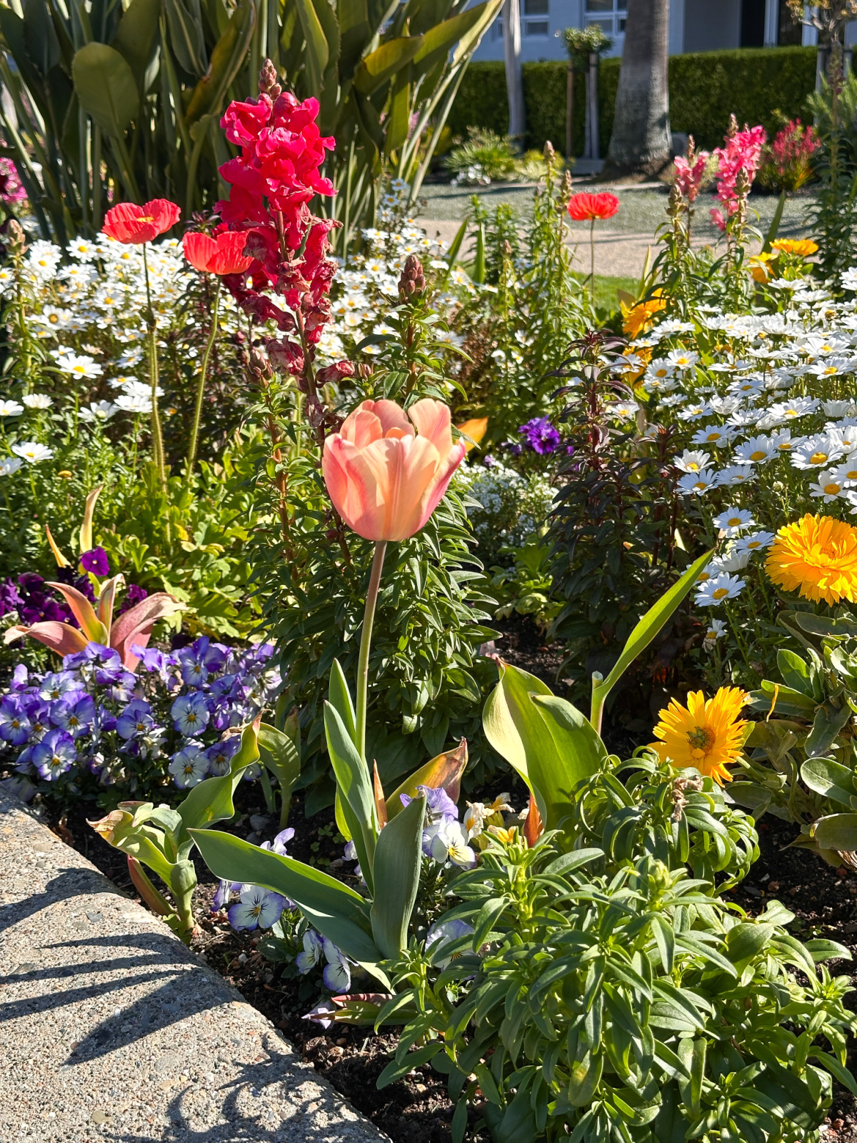 Oakland California Temple tulip garden.