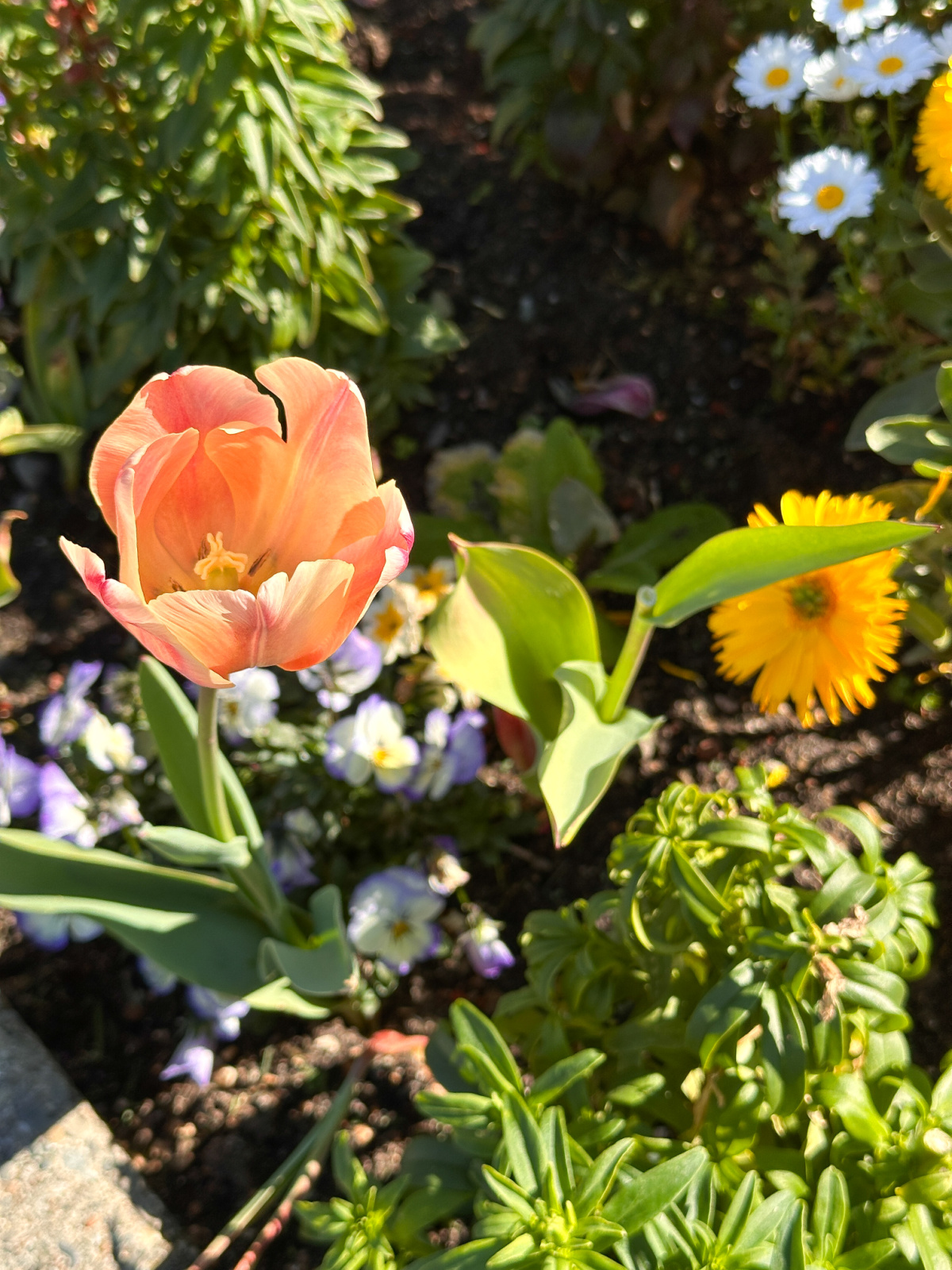 Oakland California Temple tulip garden.