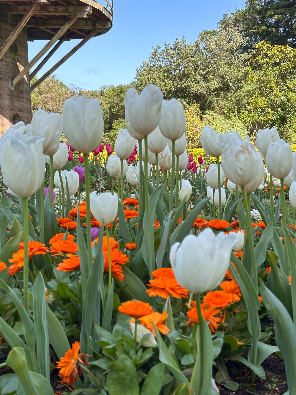 Queen Wilhelmina tulip garden.
