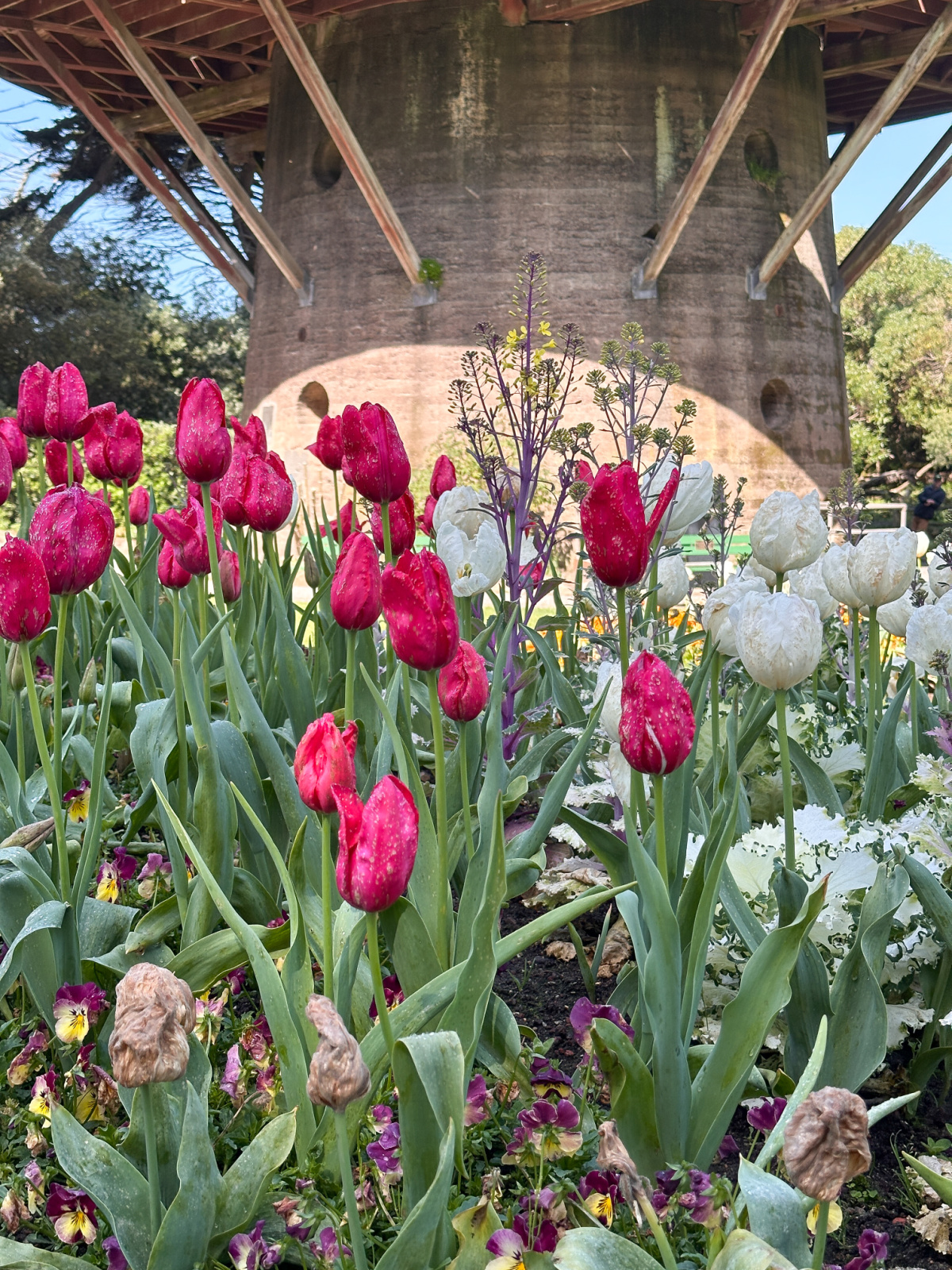 Queen Wilhelmina tulip garden.