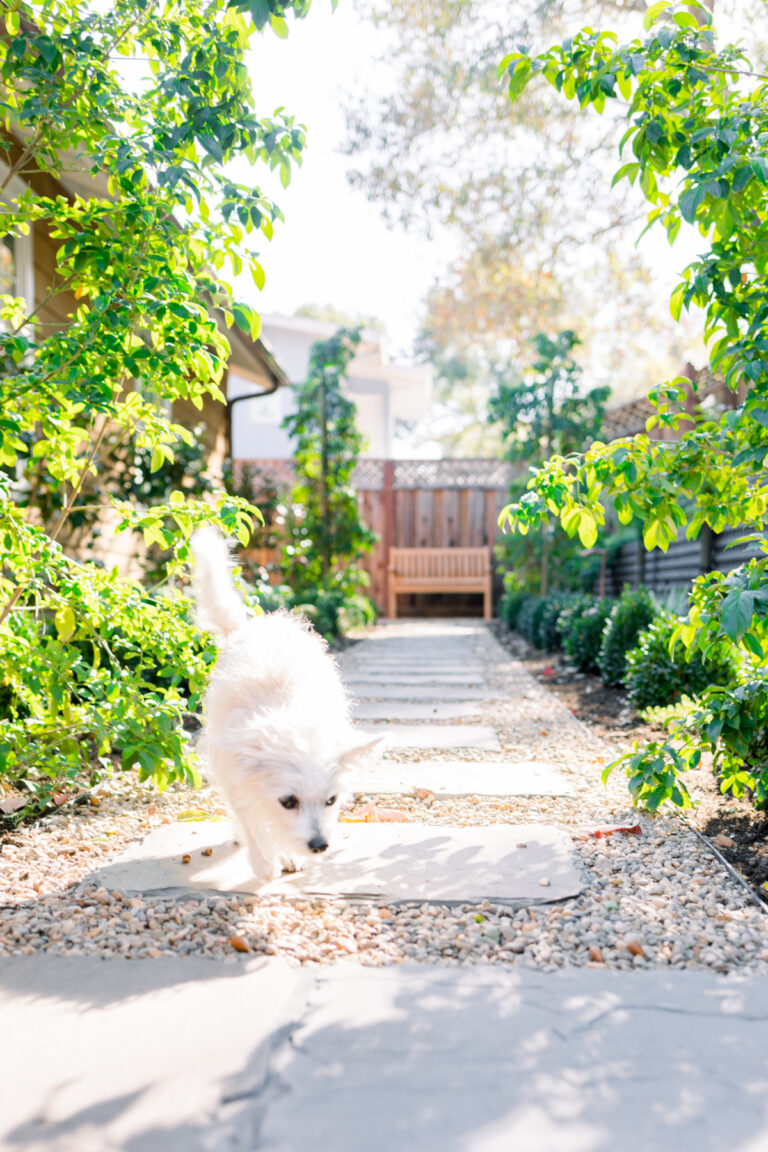 Little white dog walking down garden path with lattie retaining wall in background.