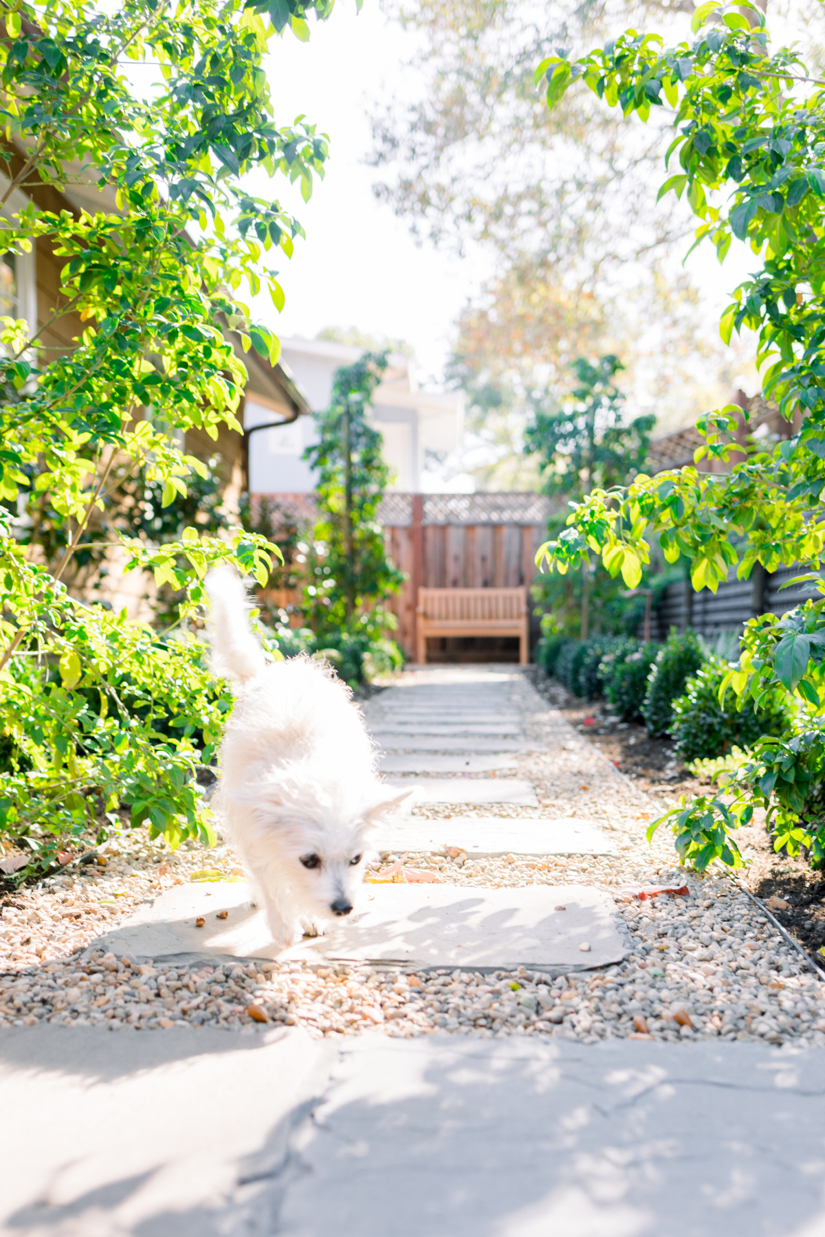 Little white dog walking down garden path with lattie retaining wall in background.