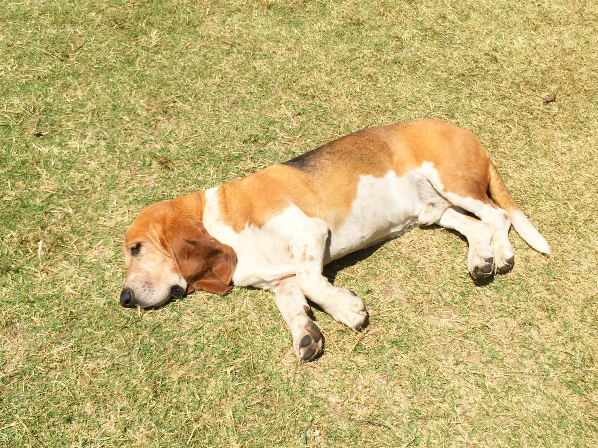 Walter the Pioneer Woman's Dog.