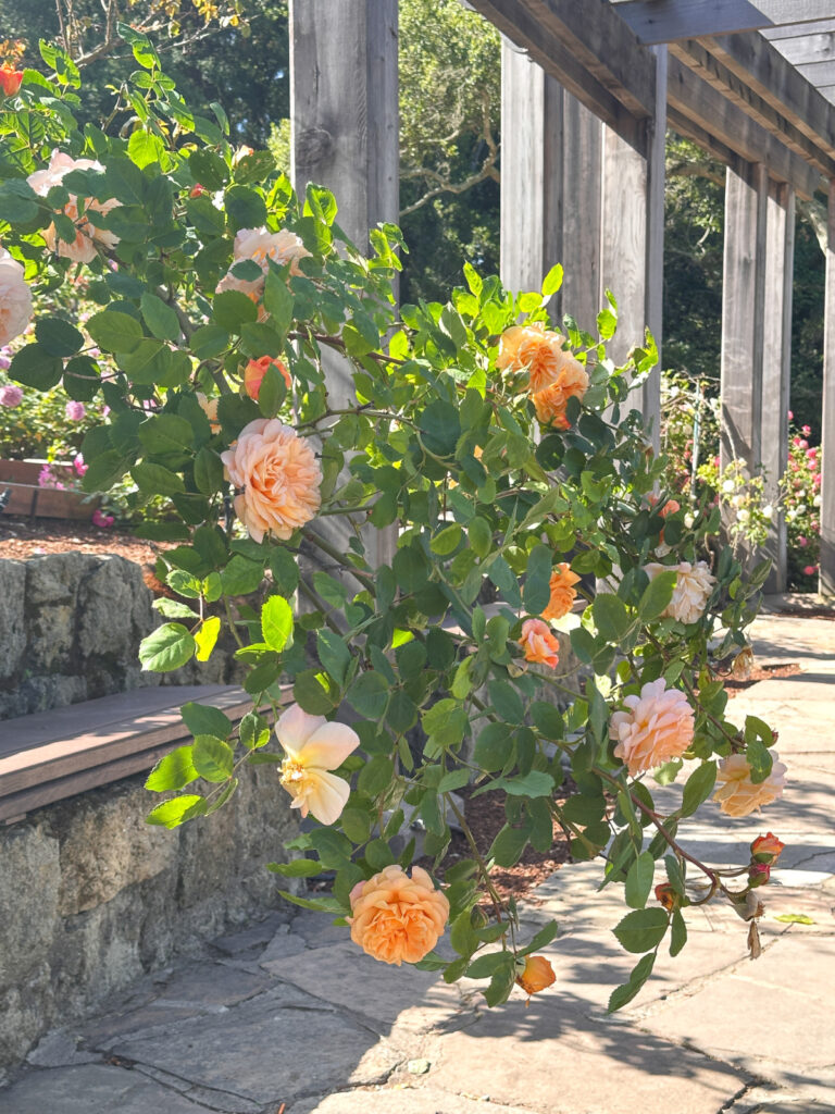 Roses hanging over pathway in Berkeley Rose Garden.
