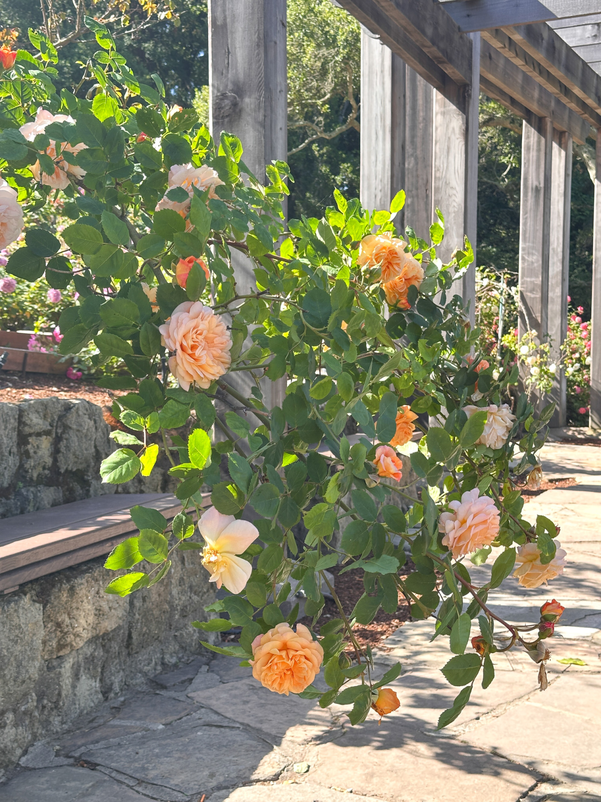 Roses hanging over pathway in Berkeley Rose Garden.