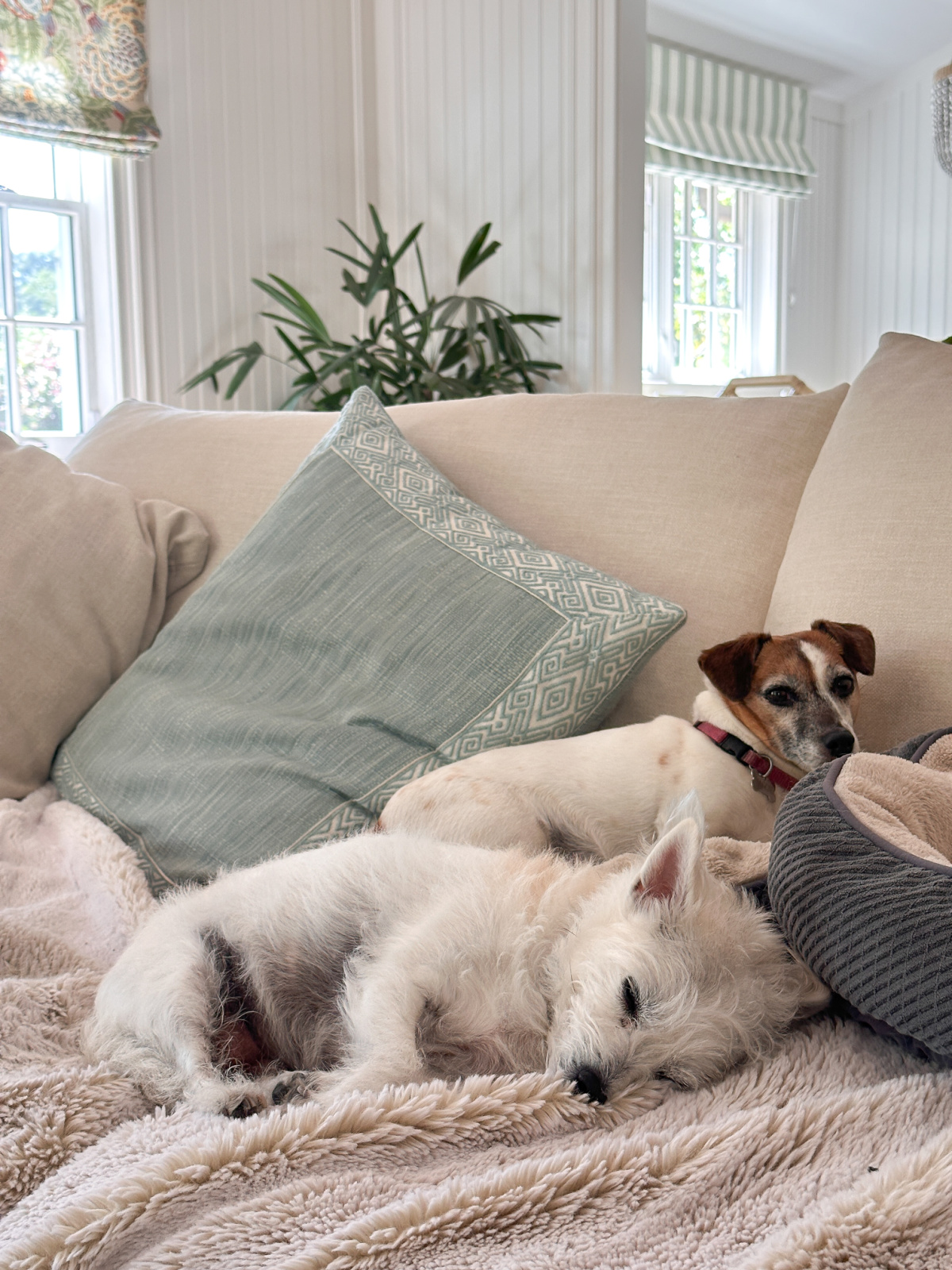 Two little terriers asleep on the sofa.