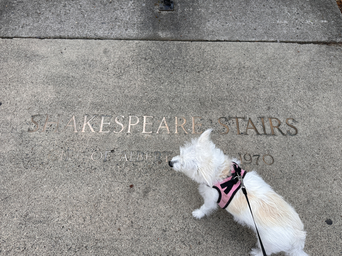 Little white dog in front of Shakespeare steps in Ashland, Oregon.
