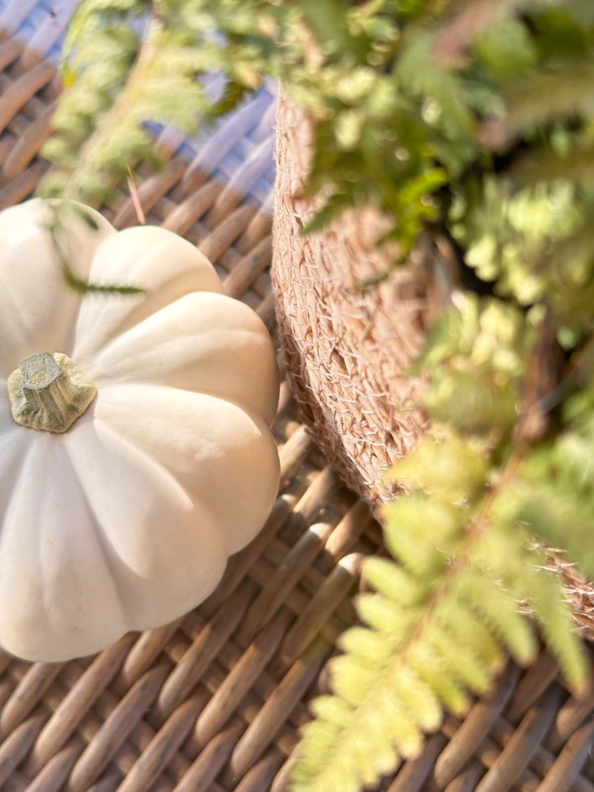 Small white pumpkin next to fern in basket pot.