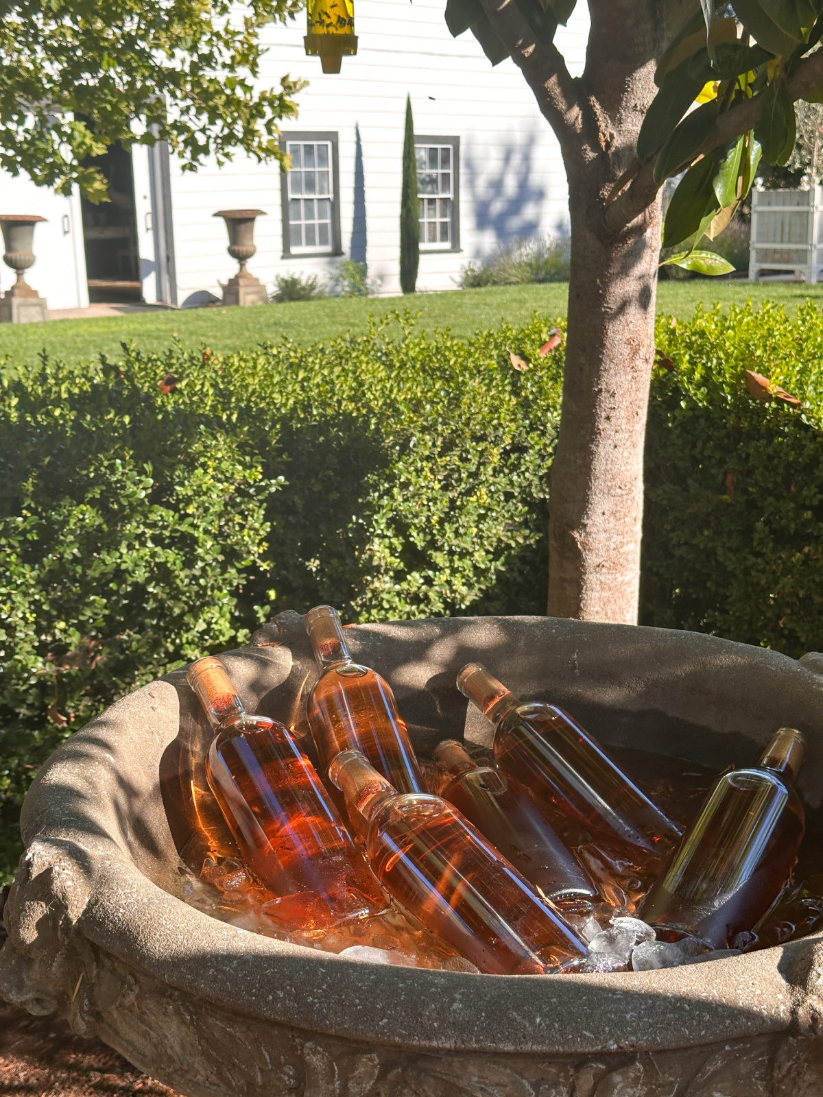 Rose chilling in bird bath.