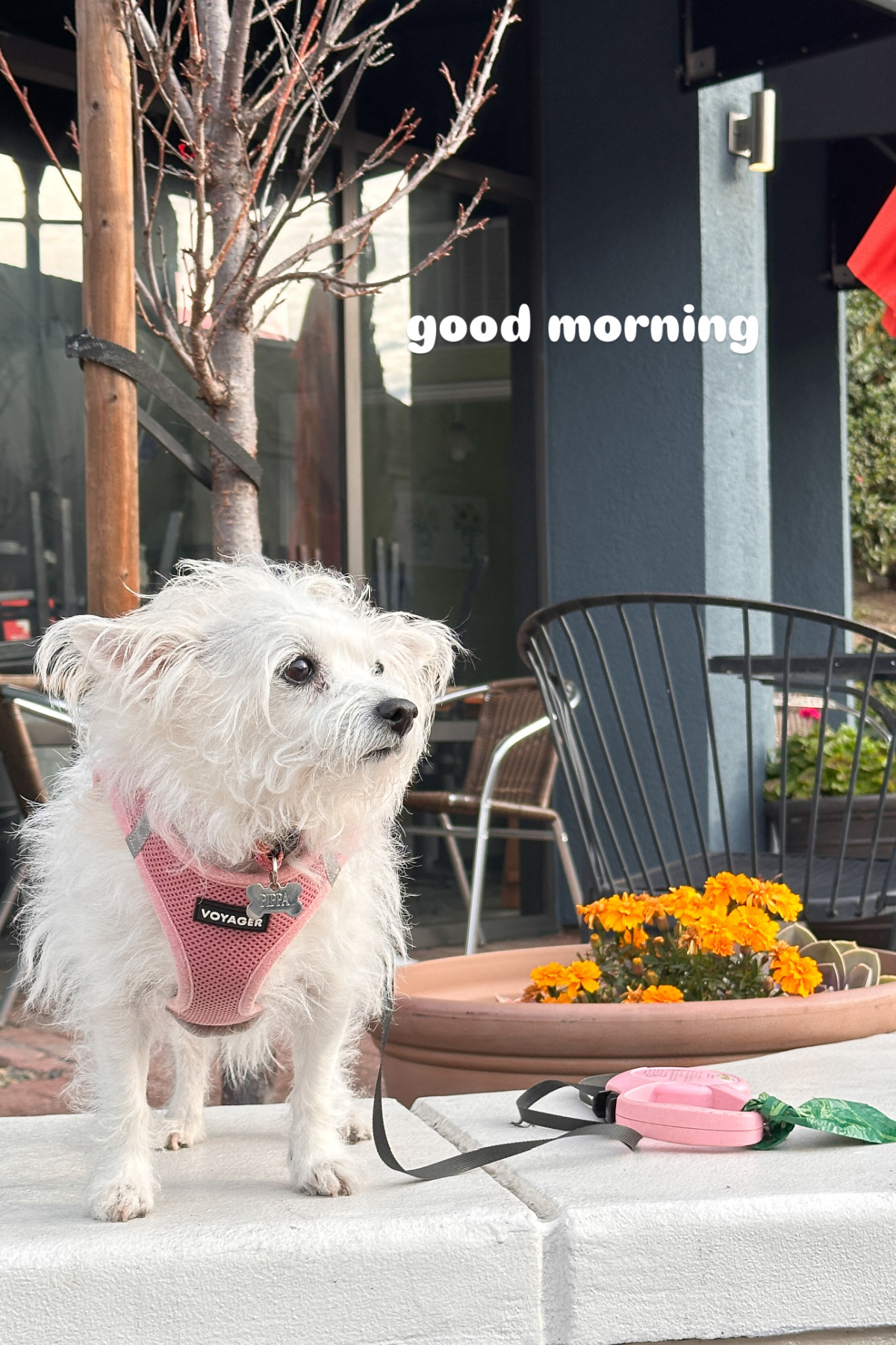 Little white terrier in pink harness sitting on ledge outside coffee shop.